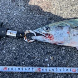 濁りなくなったら青物まだいた