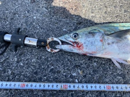 濁りなくなったら青物まだいた