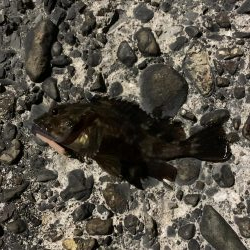 ひさびさのメバル