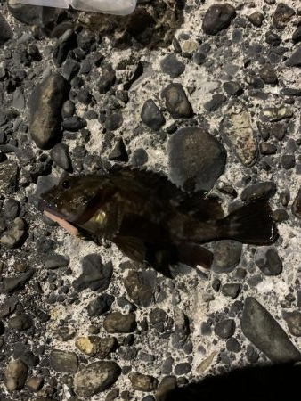 ひさびさのメバル