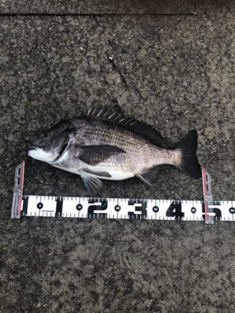 雨が上がりの朝