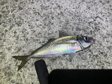 ガシラは入れ食い