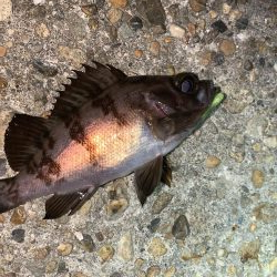 メバルプラッキング26