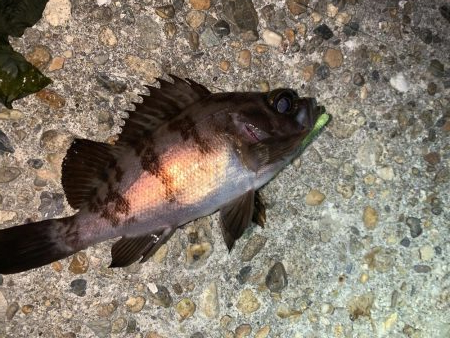 メバルプラッキング26