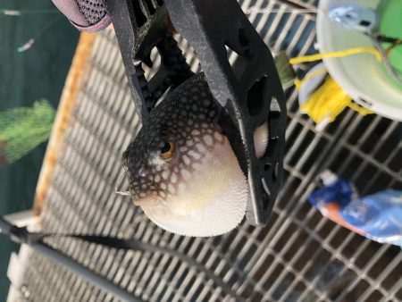 爆風向かい風がキモ