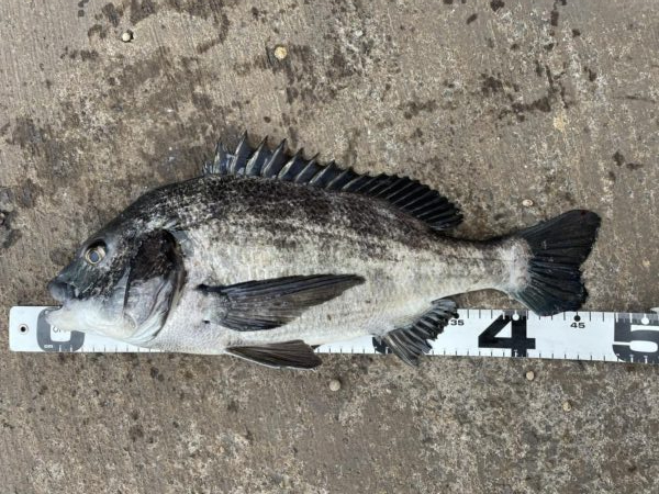 イチノ兄弟、釣果!