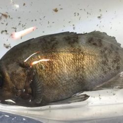 ボトムべったり