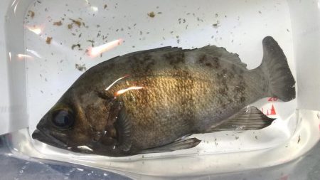 ボトムべったり