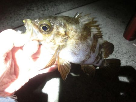 メバルは釣れてガシラが釣れない