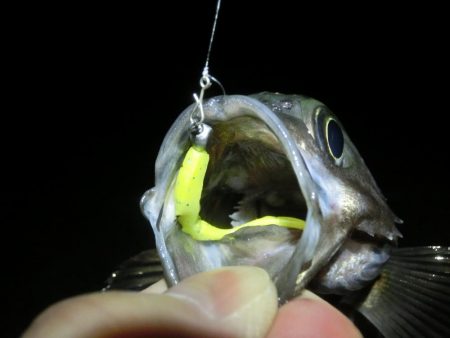 フロート縛りでメバリング