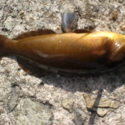 ゴールドのアイナメいたど