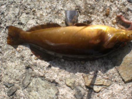 ゴールドのアイナメいたど