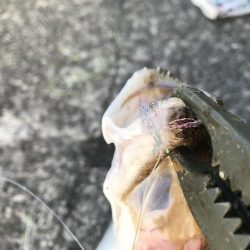 オリジナルベイト