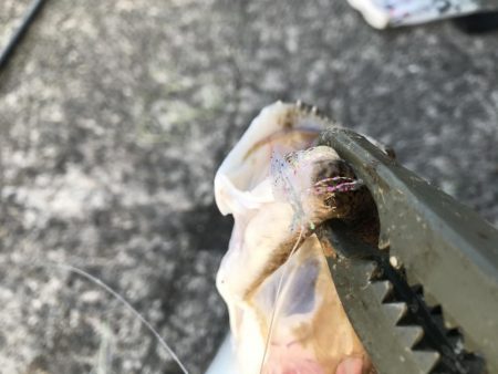 オリジナルベイト