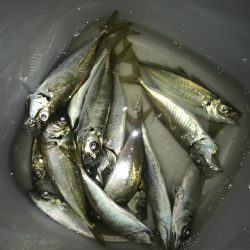 夕マズメのアジングで大漁