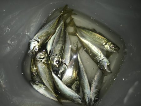 夕マズメのアジングで大漁