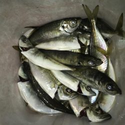 夕マズメのアジング好調