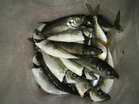 夕マズメのアジング好調