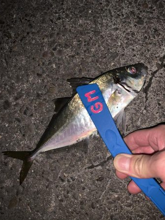 アジング　　あと少し…