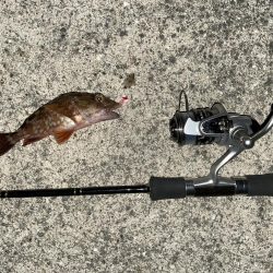 渋くなりましたねえ〜