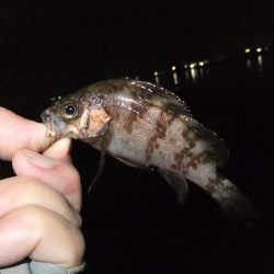 メバリングのはずが！？