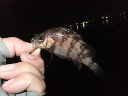 メバリングのはずが！？