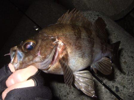 予想外に渋かった