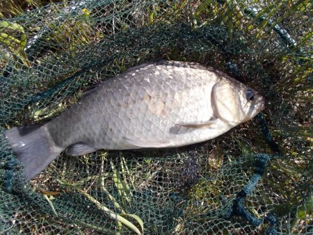 和歌山市某所でへらぶな４０ｃｍ✖１，マブナ３０ｃｍ×１