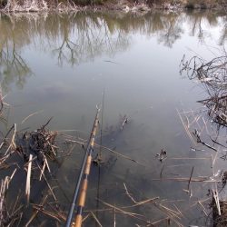 紀ノ川　ヘラブナ釣り　４５ｃｍ✖１枚