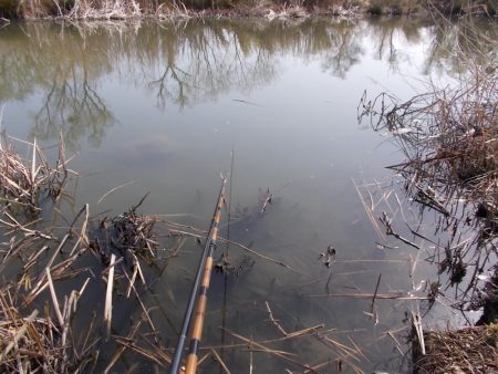 紀ノ川　ヘラブナ釣り　４５ｃｍ✖１枚