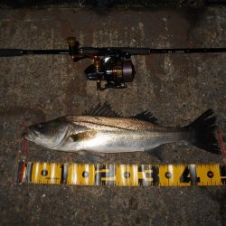 そろそろボトムパターンも終わり?。