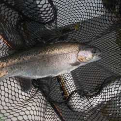 久しぶりの通天湖。