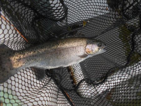 久しぶりの通天湖。