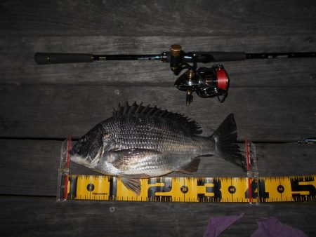 岸壁ノックでヒット。