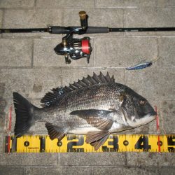 岸壁ノックでヒット②。