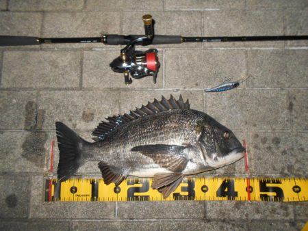 岸壁ノックでヒット②。