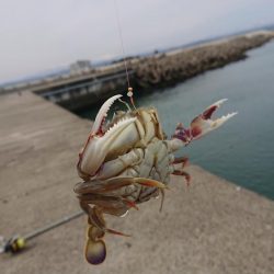 アイナメちゃんゲット