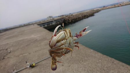 アイナメちゃんゲット