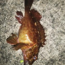 難攻ライトゲーム