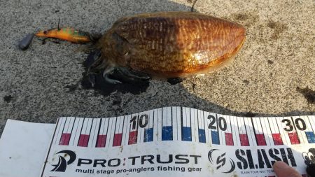 コウイカ釣れた‼࿠…