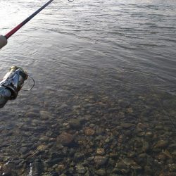 福井のサクラマス