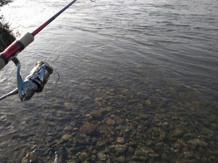 福井のサクラマス