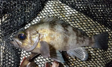 テトラ際べったり