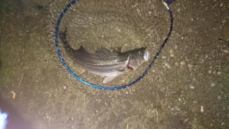 今日もシーバス