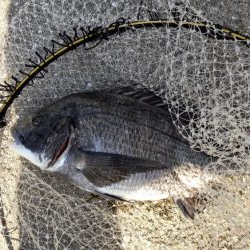 チヌ39㎝ 波止かかり釣り