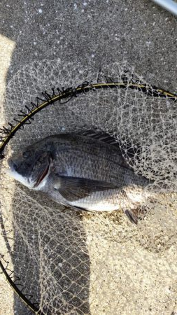 チヌ39㎝ 波止かかり釣り