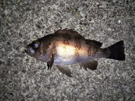 上げ潮に変わったタイミングで