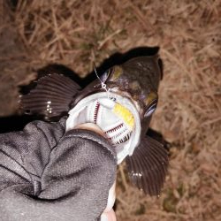 2週連続メバリング