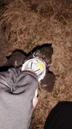 2週連続メバリング