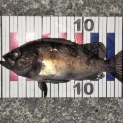 条件は悪くないはずなのに・・・